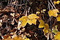 Parco Europa Autunno_073